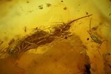 Detailed Fossil Bristletails, Ant and Fly in Baltic Amber #200098-2